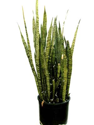 A tall Snake Plant growing out of a pot with varying shades of green leaves. A tall Snake Plant growing out of a pot with varying shades of green leaves.