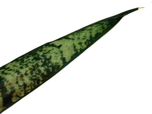 A long, slender Snake Plant leaf that is varying shades of green. A long, slender Snake Plant leaf that is varying shades of green.