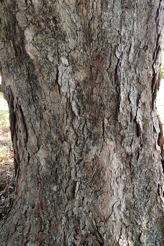 Rough tan-gray bark