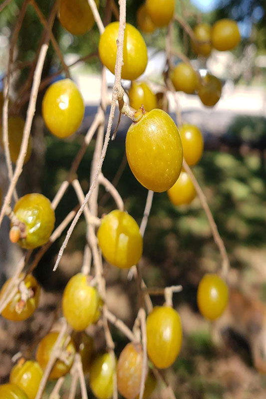 Translucent amber berries