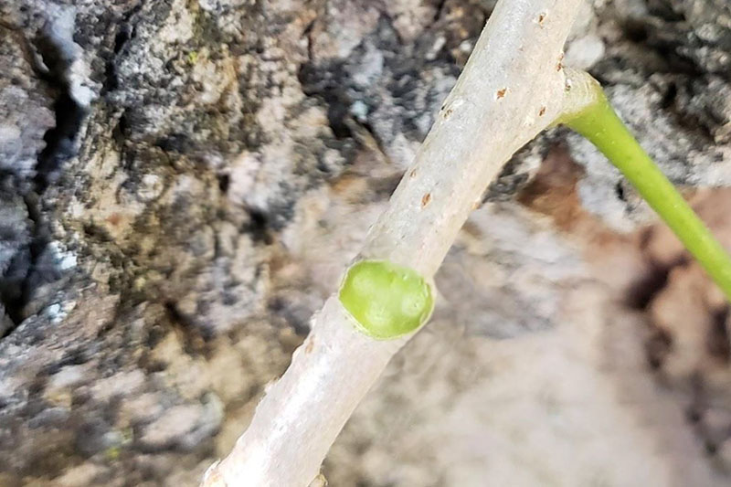 When leaf is torn from branch it leaves a triangular scar
