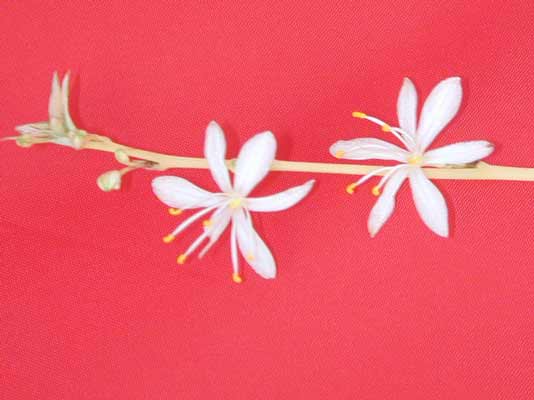 A Spider Plant branch with two small white flowers. A Spider Plant branch with two small white flowers.