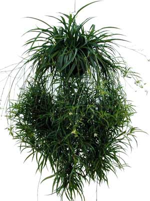 Spider plant: profile, growth habit & types - Plantura