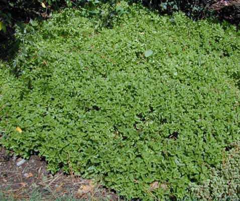 A bed of green Stonecrop growing in a flowerbed. A bed of green Stonecrop growing in a flowerbed.