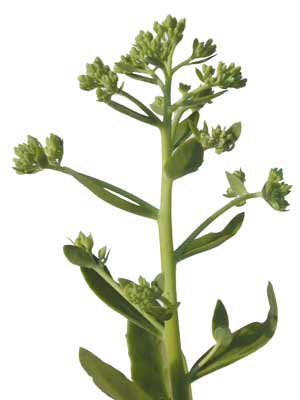 A green Stonecrop stem with several small buds and leaves. A green Stonecrop stem with several small buds and leaves.