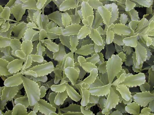 A close-up image of the green, rough-edged leaves on a Stonecrop plant. A close-up image of the green, rough-edged leaves on a Stonecrop plant.