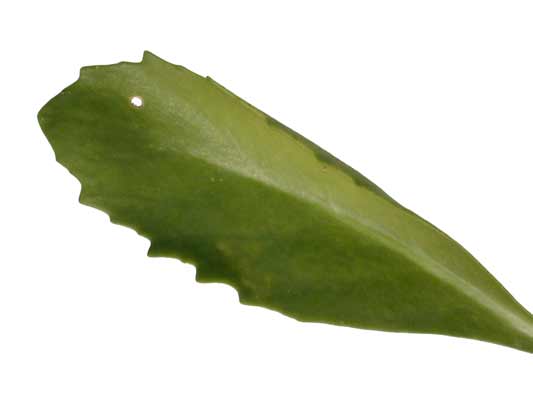 An oblong Stonecrop leaf with rough edges. An oblong Stonecrop leaf with rough edges.
