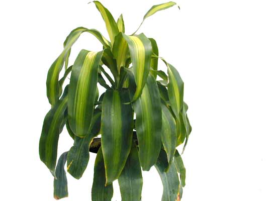 A full Striped Corn Plant growing out of a pot with long green leaves. A full Striped Corn Plant growing out of a pot with long green leaves.