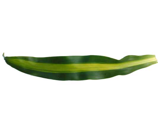 A long, slender Striped Corn Plant leaf with a light colored stripe down the center. A long, slender Striped Corn Plant leaf with a light colored stripe down the center.