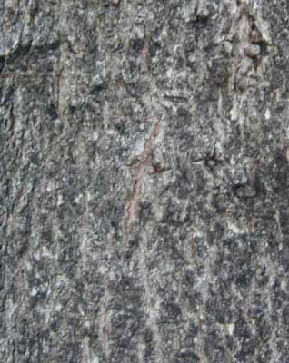 The grayish-brown Sugar Maple bark. The grayish-brown Sugar Maple bark.