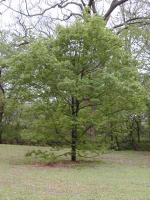 A green Sugar Maple tree growing in a field. A green Sugar Maple tree growing in a field.