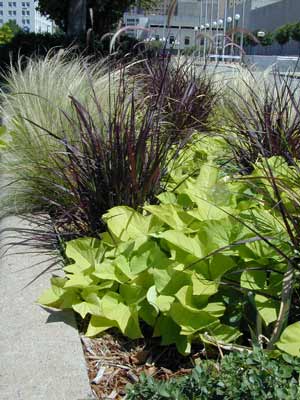 A light green Sweet Potato Vine growing in a flower bed. A light green Sweet Potato Vine growing in a flower bed.