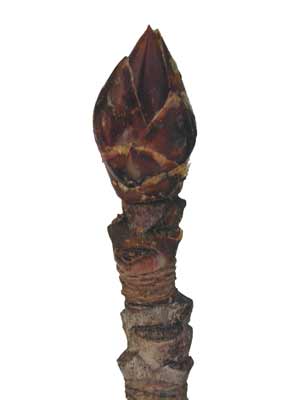 A small, brown, pointed Sweetgum bud. A small, brown, pointed Sweetgum bud.