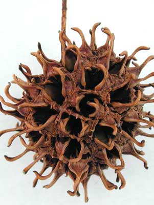 A brown, spherical, spiny Sweetgum seed. A brown, spherical, spiny Sweetgum seed.