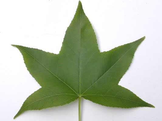 A star shaped, green Sweetgum leaf. A star shaped, green Sweetgum leaf.