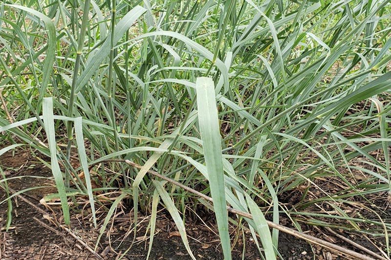 Switchgrass Oklahoma State University
