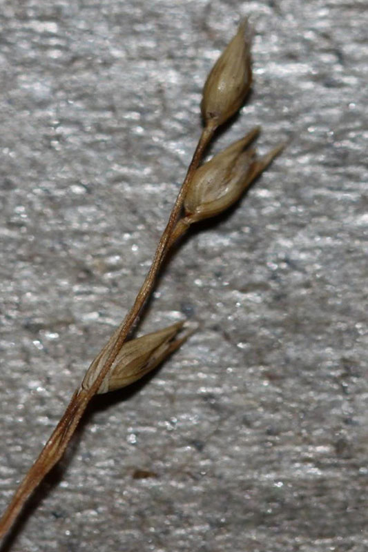 switchgrass seed head