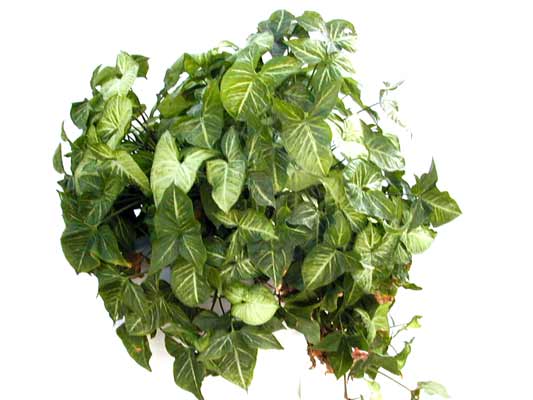 A large Syngonium growing out of a pot. A large Syngonium growing out of a pot.