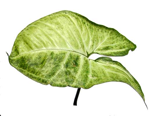 A single, light green and oval shaped Syngonium leaf. A single, light green and oval shaped Syngonium leaf.