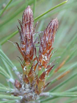Two brown, pointy Tanyosho Pine buds. Two brown, pointy Tanyosho Pine buds.