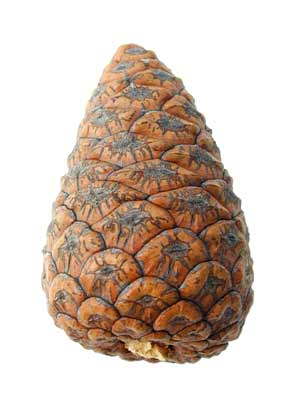 A Tanyosho Pine seed cone. A Tanyosho Pine seed cone.