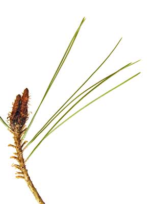 A Tanyosho Pine branch with needle-like leaves. A Tanyosho Pine branch with needle-like leaves.