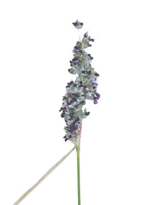 A single, purple and white, tall Thalia flower. A single, purple and white, tall Thalia flower.