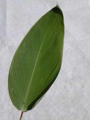 A single, smooth, oval shaped Thalia leaf. A single, smooth, oval shaped Thalia leaf.