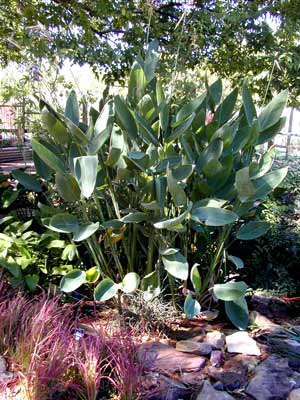 A large Thalia plant in a flower bed with large, smooth leaves. A large Thalia plant in a flower bed with large, smooth leaves.