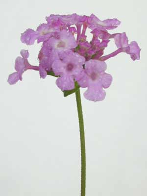 A cluster of Trailing Lantana light purple flowers. A cluster of Trailing Lantana light purple flowers.