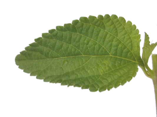 A single, green Trailing Lantana leaf with serrated edges. A single, green Trailing Lantana leaf with serrated edges.