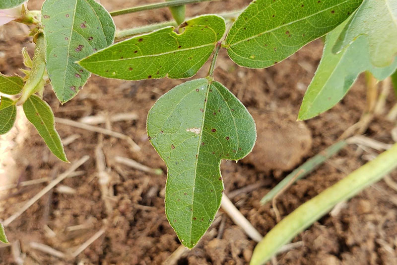 Leaflets broad and triangular; can be lobed