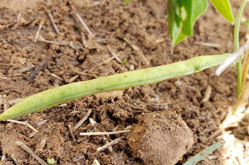 Narrow elongated seed pods