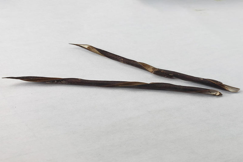 Seed pods curl in twisted spirals after opening