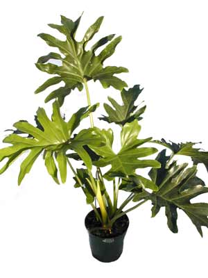 A large Tree Philodendron plant growing in a pot with large, smooth leaves. A large Tree Philodendron plant growing in a pot with large, smooth leaves.