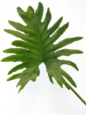 A single, large Tree Philodendron leaf with long, pointed edges. A single, large Tree Philodendron leaf with long, pointed edges.