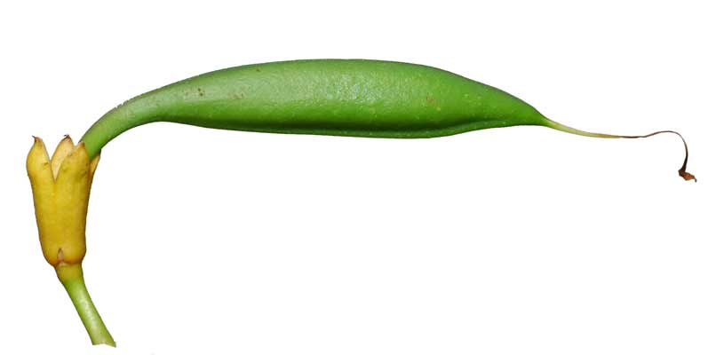 A green Trumpet Creeper bud that is long and slender. A green Trumpet Creeper bud that is long and slender.