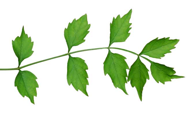 trumpet vine leaves