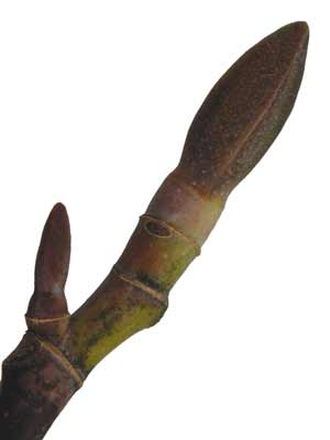 An close-up of a long, pointed Tulip Tree bud. An close-up of a long, pointed Tulip Tree bud.