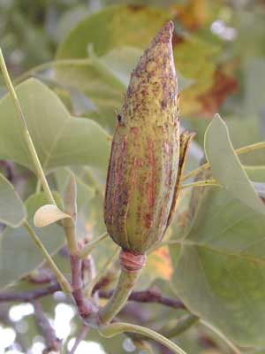 A tall, pointed Tulip Tree seed. A tall, pointed Tulip Tree seed.