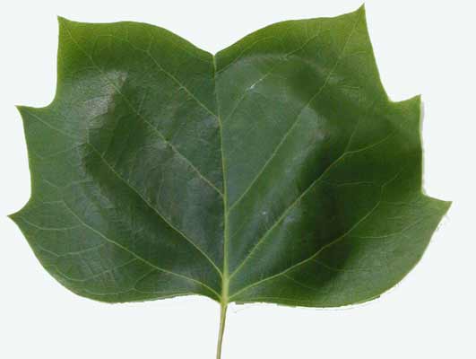 A wide, green Tulip Tree leaf with pointed edges. A wide, green Tulip Tree leaf with pointed edges.