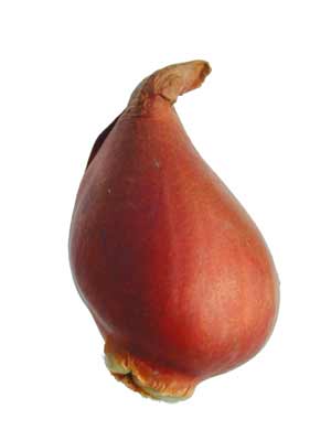 A single, brown, round Tulip bud. A single, brown, round Tulip bud.
