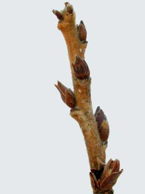 A brown Turkish Hazel branch with several small buds. A brown Turkish Hazel branch with several small buds.