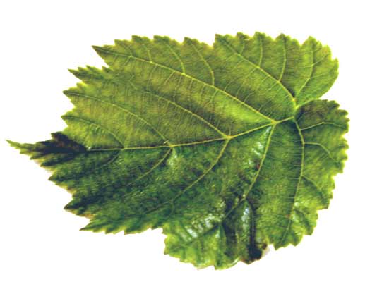 A green Turkish Hazel leaf with serrated edges. A green Turkish Hazel leaf with serrated edges.