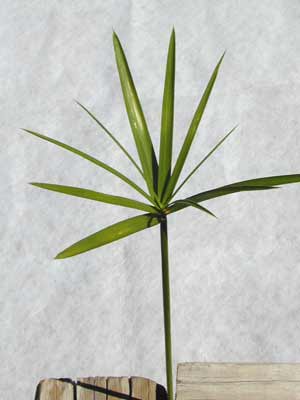 A single, green Umbrella stem with several slim, pointy leaves. A single, green Umbrella stem with several slim, pointy leaves.