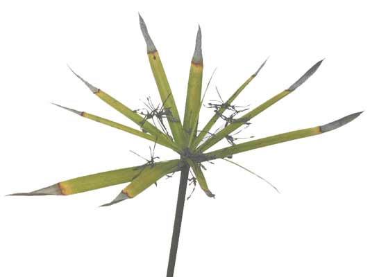 The spiky green leaves of an Umbrella plant. The spiky green leaves of an Umbrella plant.