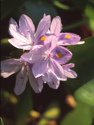 Purple Water Hyacinth flower that is still attached to the plant. Purple Water Hyacinth flower that is still attached to the plant.