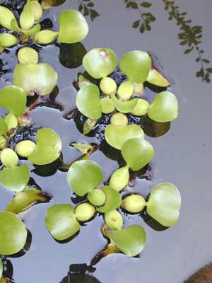 Water Hyacinth buds floating in the water. Water Hyacinth buds floating in the water.