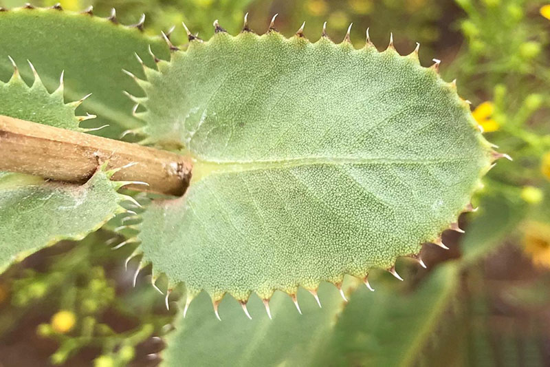 Wax Goldenweed Oklahoma State University