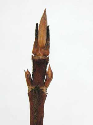 A brown Weigela branch with lighter colored buds. A brown Weigela branch with lighter colored buds.